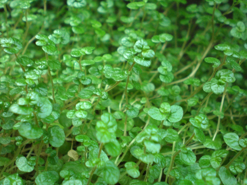 The Best Plants for an Indoor Fairy Garden