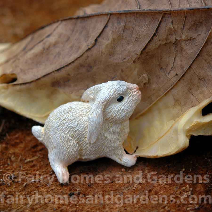 Close-up of Tiny Bunny