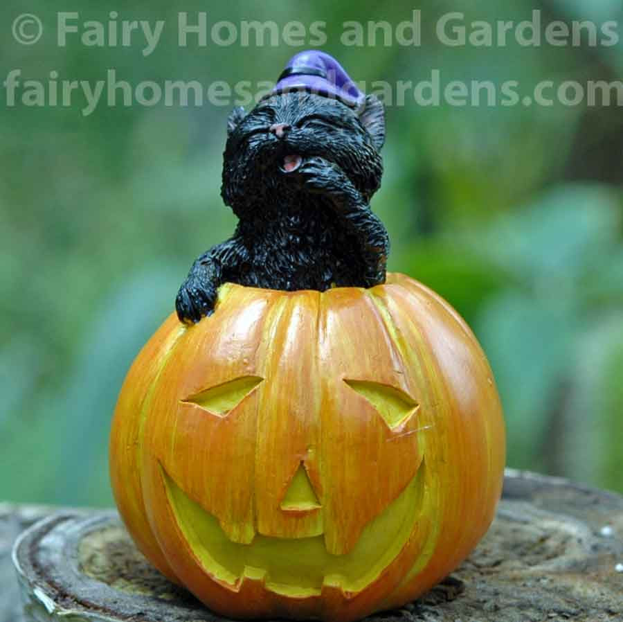 Miniature Black Cat in Jack o' Lantern