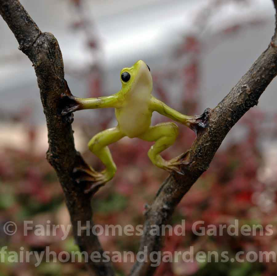 Miniature Frog on a Branch Close-up