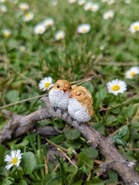 Lover Birds on Branch