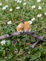 Lover Birds on Branch