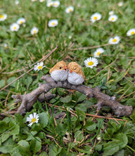 Lover Birds on Branch