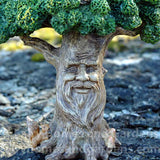 Woodland Knoll 'Wise Old Tree' Close-Up Image