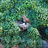Woodland Knoll 'Wise Old Tree' Close-Up of Bird's Nest