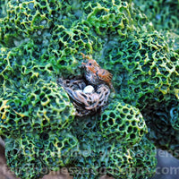 Woodland Knoll 'Wise Old Tree' Close-Up of Bird's Nest