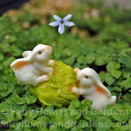 Miniature Bunnies Rolling a Cabbage