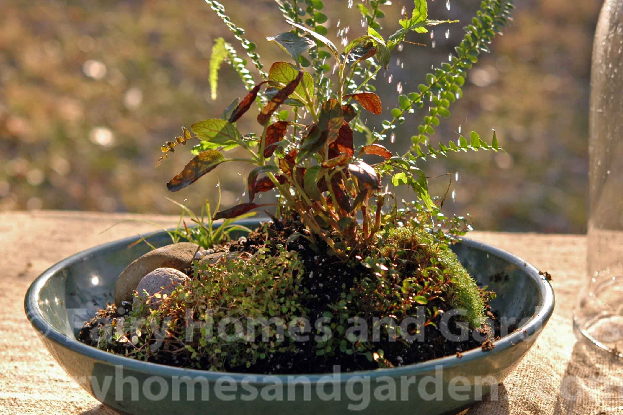 Sprinkling water to moisten terrarium