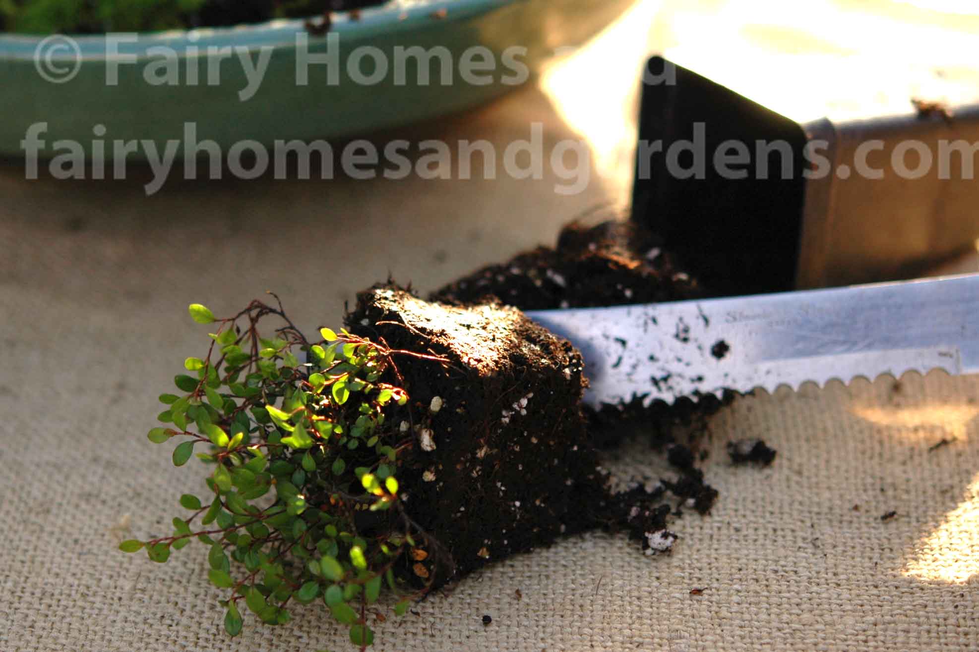 close-up of trimming roots of terrarium plant